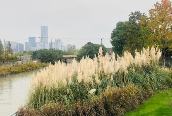 上海哪里有蘆葦蕩 上海蘆葦觀賞地推薦 上海哪里有蘆葦蕩 上海蘆葦觀賞地推薦