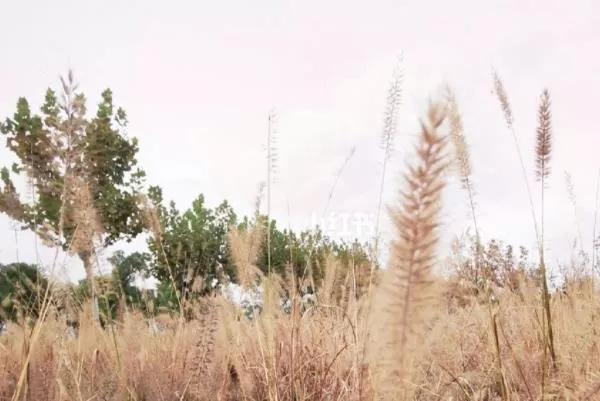 上海哪里有<a href='/jingdian/31252' target=_blank>蘆葦蕩</a> 上海蘆葦觀賞地推薦 上海哪里有蘆葦蕩 上海蘆葦觀賞地推薦