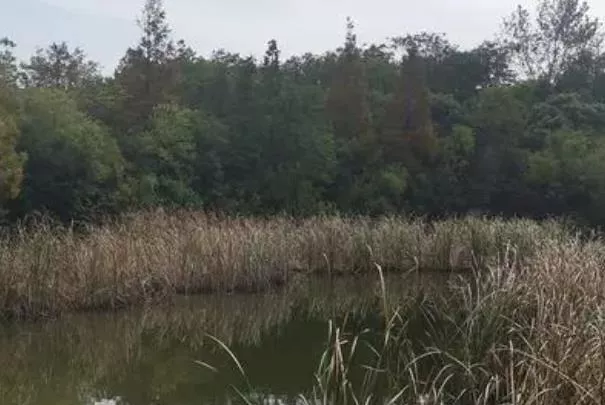 上海哪里有蘆葦蕩 上海蘆葦觀賞地推薦 上海哪里有蘆葦蕩 上海蘆葦觀賞地推薦