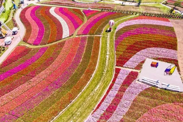 荷蘭花海一日游路線(xiàn)推薦