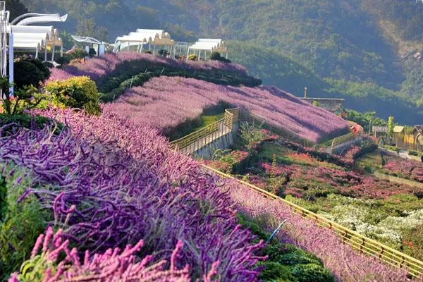 新津花舞人間<a href='http://www.wereld-sieraden.com/' target=_blank>旅游攻略</a> 附門票價(jià)格及交通指南